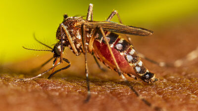 LVV7_Aedes_aegypti_Adult_Feeding_2022_029.jpg