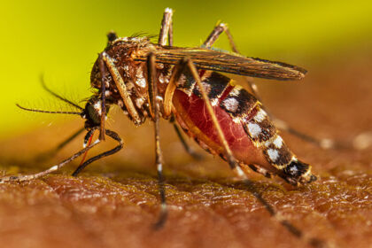 LVV7_Aedes_aegypti_Adult_Feeding_2022_029.jpg