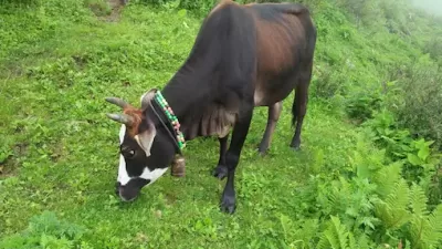 cow-of-kedarnath.webp
